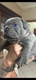 Bulldog Francese