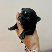 Chihuahua maschio nero lucido
