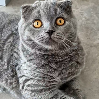 Scottish Fold con Pedigree