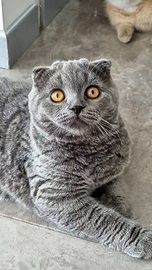 Scottish Fold con Pedigree