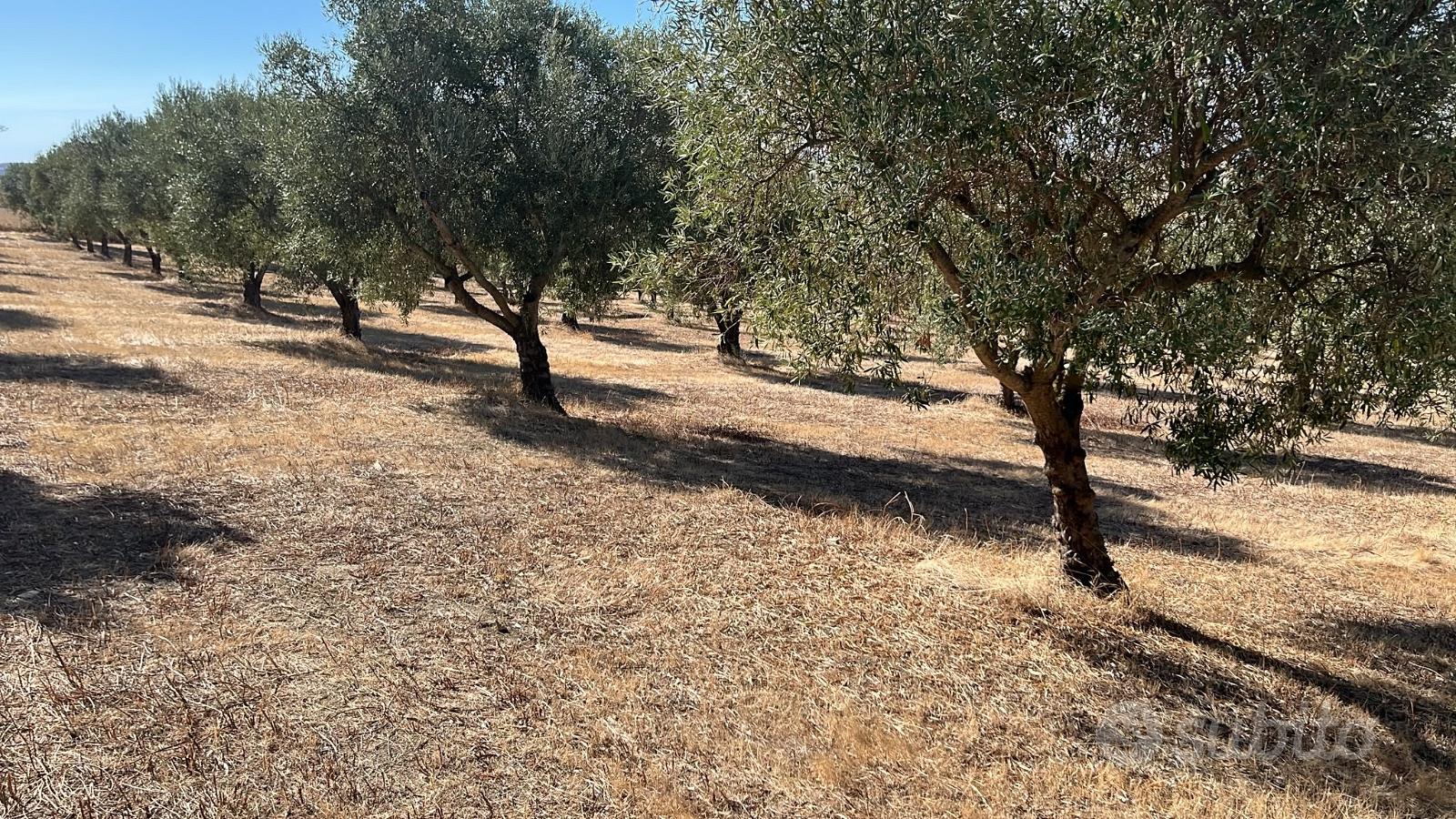 Terreno agricolo adibito ad ulivetto - Vista 3