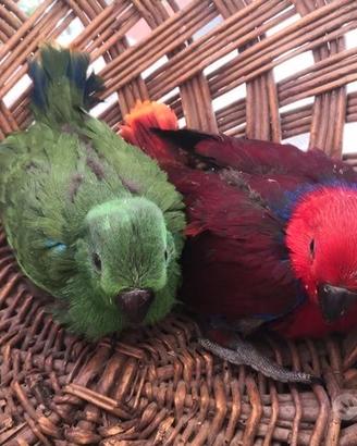 Pappagalli Ecletto DA IMBECCO