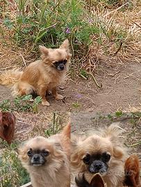Femmina di chihuahua con pedigree