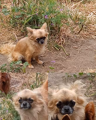 Femmina di chihuahua con pedigree