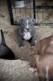 Cuccioli American Pitbull - pronti a 2,5 mesi