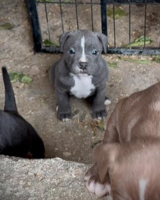 Cuccioli American Pitbull - pronti a 2,5 mesi