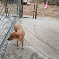 Segugio femmina di 3 anni