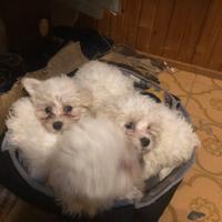 Cuccioli Maltese di 2 mesi