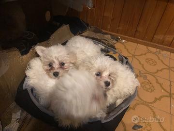 Cuccioli Maltese di 2 mesi