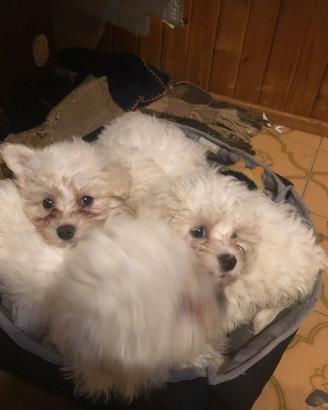Cuccioli Maltese di 2 mesi