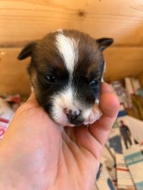 Jack Russell Terrier