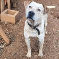 Mix molosso 2anni e 1/2 dal recinto al box.COSENZA