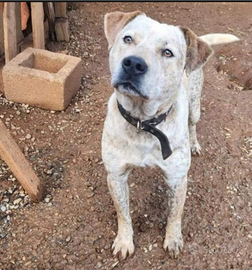 Mix molosso 2anni e 1/2 dal recinto al box.COSENZA