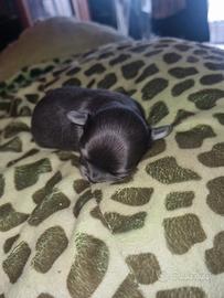 Cuccioli di chihuahua mosca