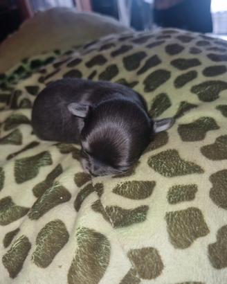 Cuccioli di chihuahua mosca