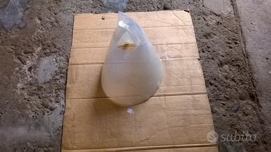 Collare di Elisabetta