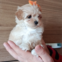 Cucciola maltipoo femminuccia