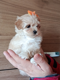 Cucciola maltipoo femminuccia