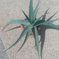 ALOE VERA 