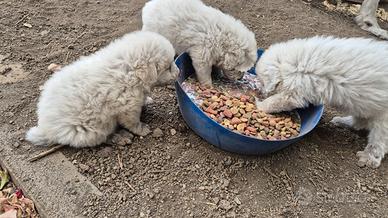 Disponibili Cuccioli pastore maremmano originali