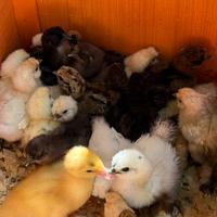 Pulcini e pulcinotti gallina moroseta
