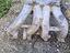Immagine 3