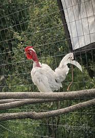 Galline nane
