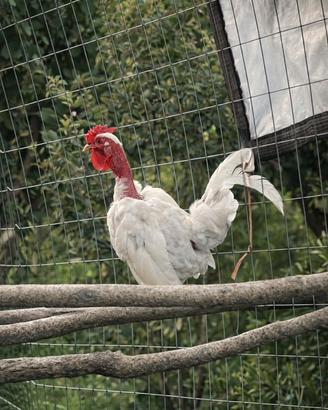 Galline nane