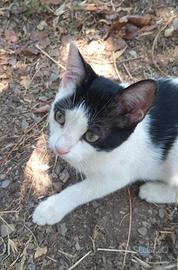Gattine 4 mesi