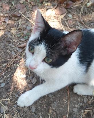 Gattine 4 mesi