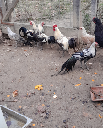 Galline e galline
