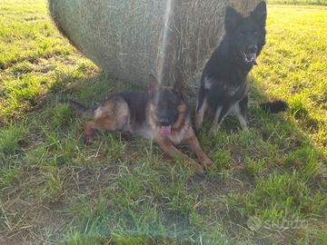 Pastore tedesco con pedigree Rosa x monte