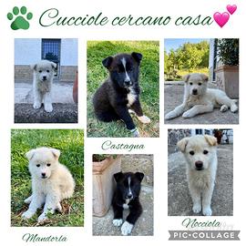 Cucciole in attesa di casa