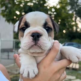 Bulldog Inglese cuccioli
