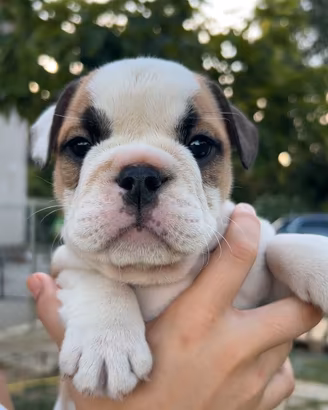 Bulldog Inglese cuccioli