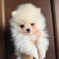 Volpino di Pomerania