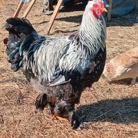 Gallo brhama