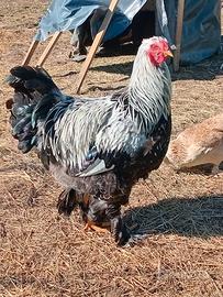 Gallo brhama