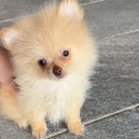 Cucciolo spitz di Pomerania