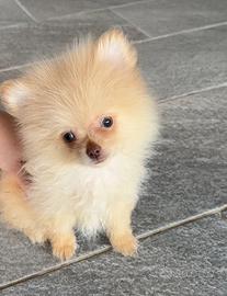 Cucciolo spitz di Pomerania