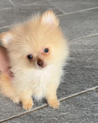 Cucciolo spitz di Pomerania