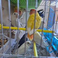 Inseparabili albini serie blu testa rossa