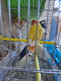 Inseparabili albini serie blu testa rossa