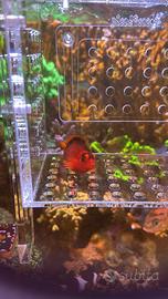 Pesce Neocirrhites armatus