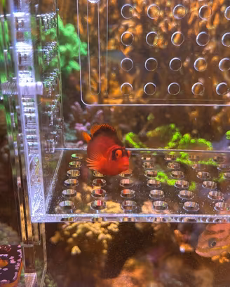 Pesce Neocirrhites armatus