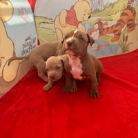 Cuccioli american Pitbull terrier UKC