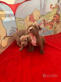 Cuccioli american Pitbull terrier UKC