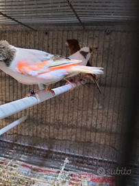 Arlecchini portoghesi