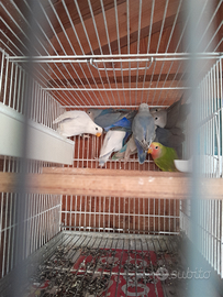 Inseparabili giovani da nido