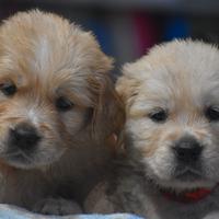 GOLDEN RETRIEVER cuccioli